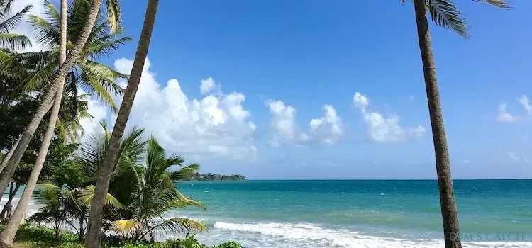 Martinique Angelzone