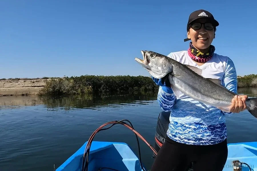 Barracuda