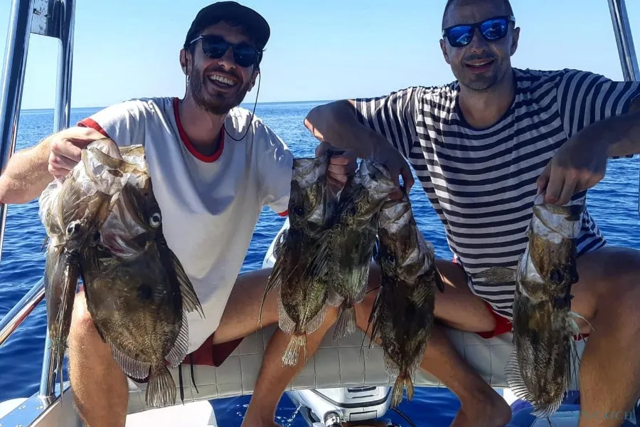 FIsh in the Dalmatian coast