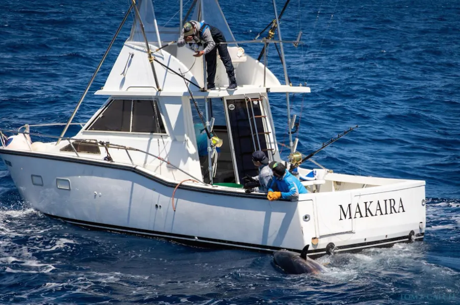 Makaira