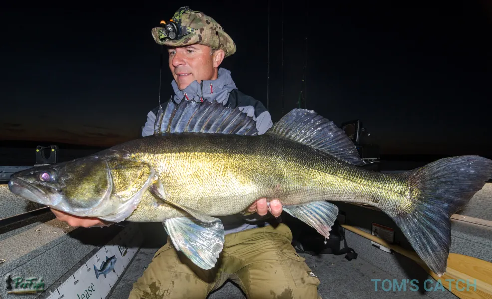 Pexfish tracker v16 Zandarella