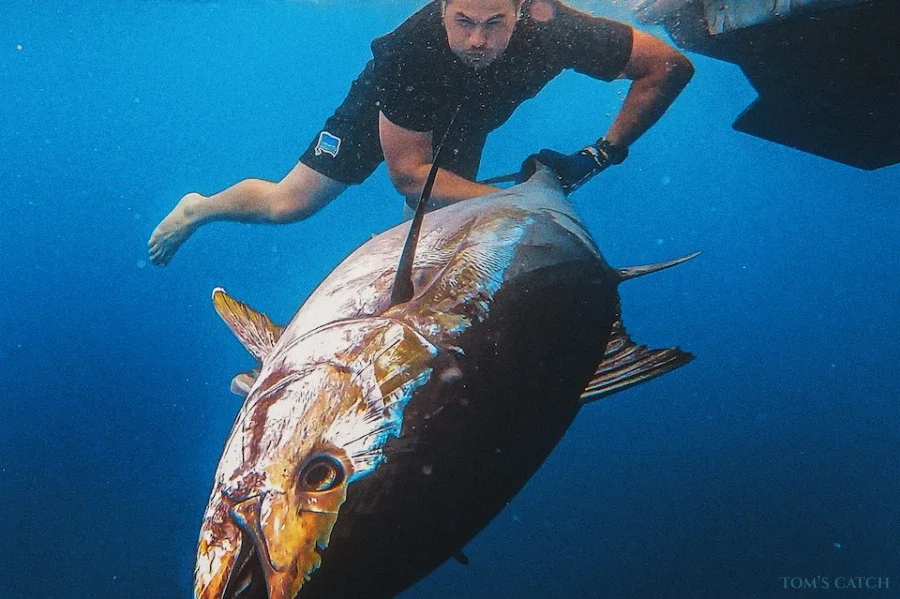 Scout 260/262 Sportfish_VALENCIA