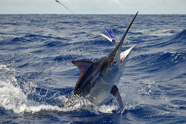 Marlin Fischen