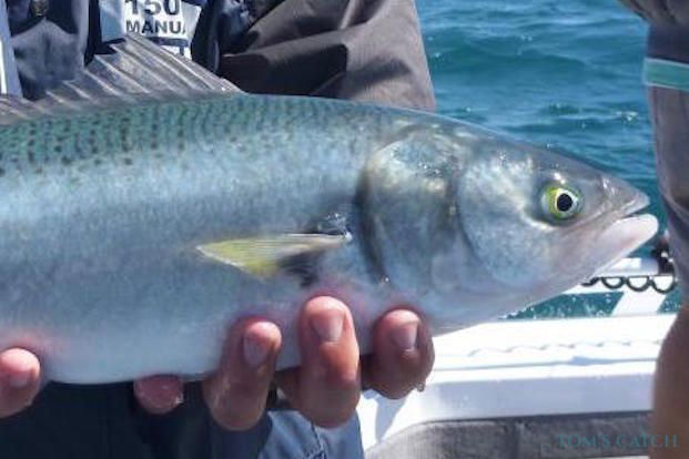 Pêche de Australian salmon