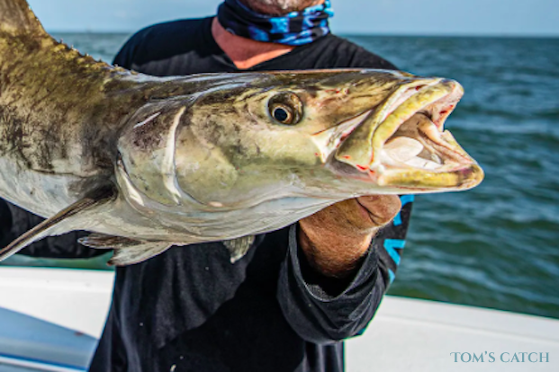 Pêche de Cobia