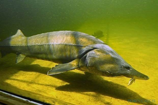 Pêche de Esturgeon