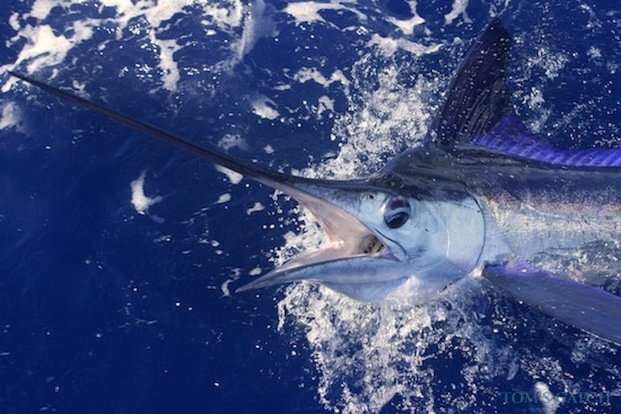 Pêche de Marlin blanc