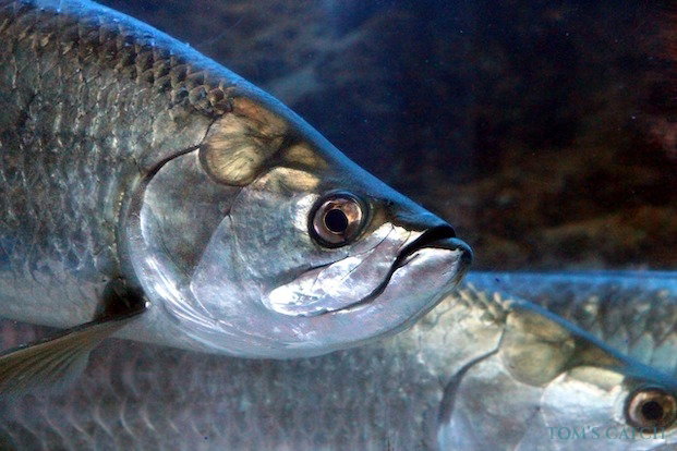Pêche de Tarpon