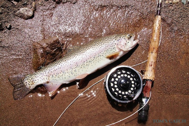 Pêche de Truite arc-en-ciel