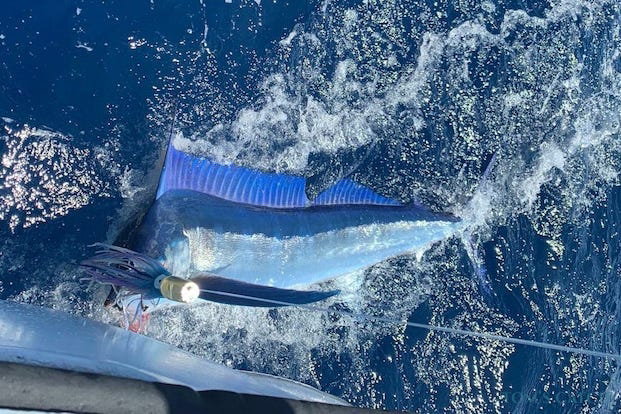 Pesca de Aguja imperial