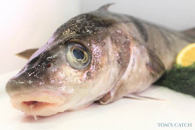 Bacalao Pesca