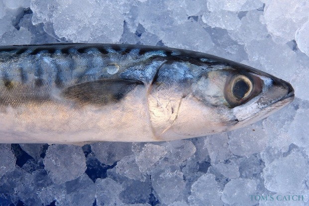 Caballa del Atlántico Pesca