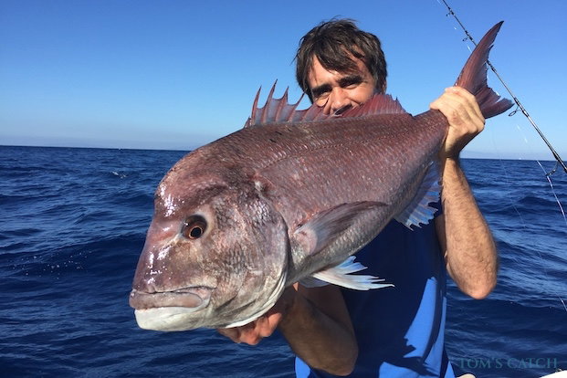 Dentice rosa Pesca