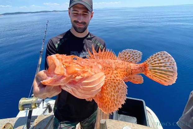 Escorpión rojo Pesca