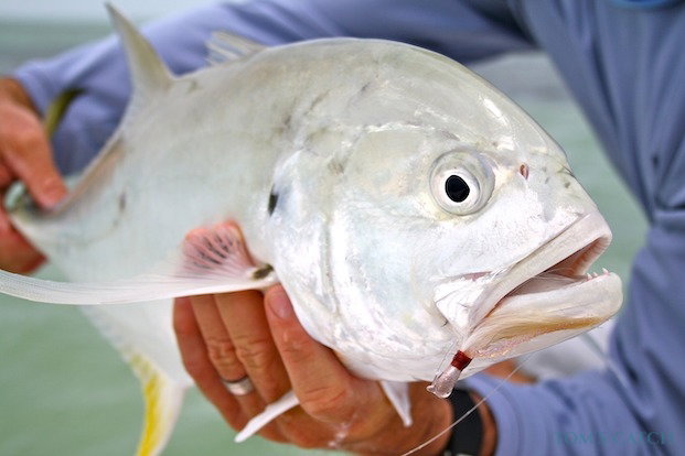 Pesca de Jurel Toro o Jack Crevalle