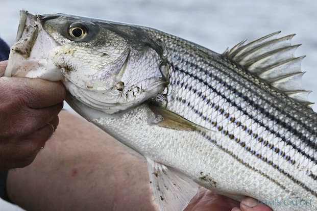 Lubina rayada Pesca