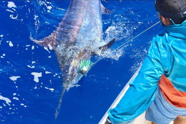 Pesca de Marlin Azul