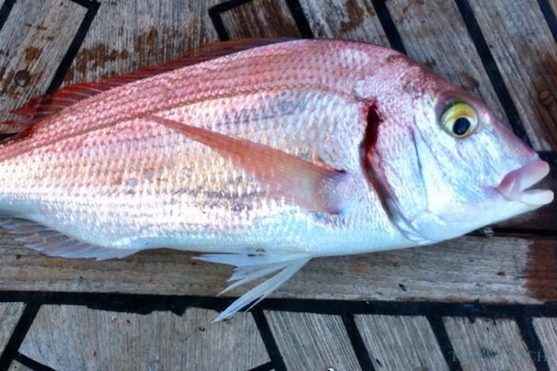 Pandora común Pesca