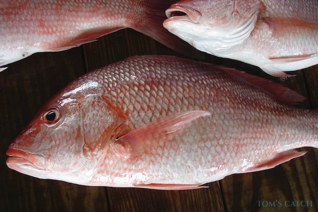 Pesca de Pargo Rojo