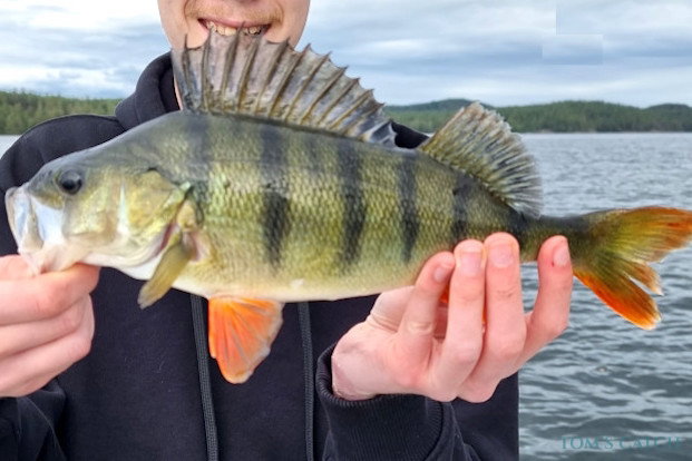 Pesca de Perca
