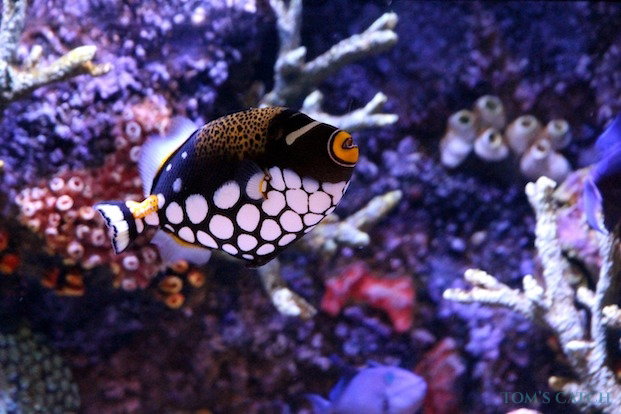 Pesca de Pez ballesta