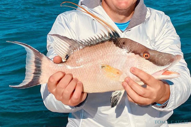 Pez cerdo Pesca