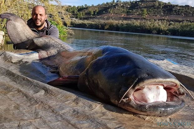 Pesca de Siluro