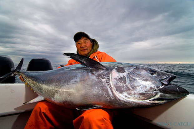 Tonno rosso Pesca