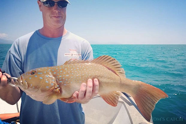 Trota corallina Pesca