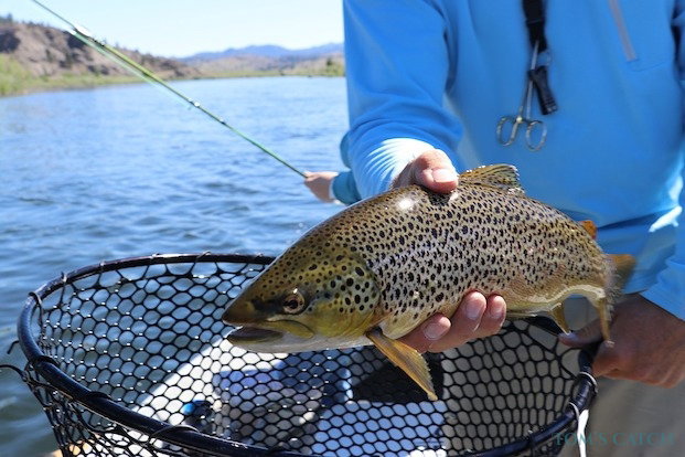 Trucha marrón Pesca