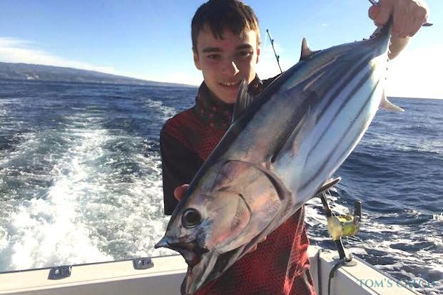 Atum gaiado Pesca