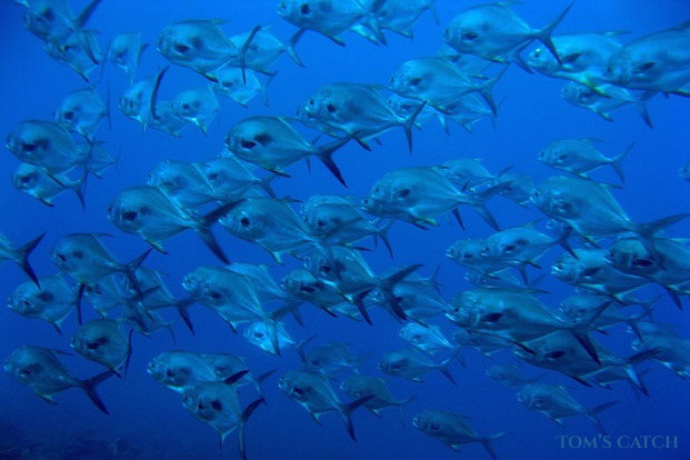 Autorização Pesca