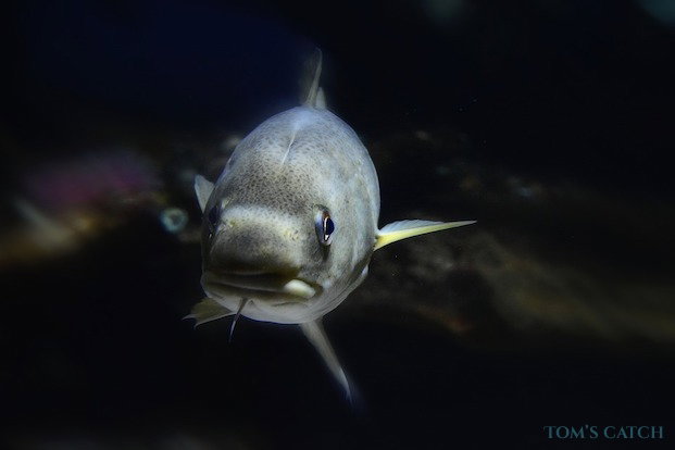 Bacalhau Pesca