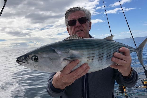 Bonito do Atlântico Pesca