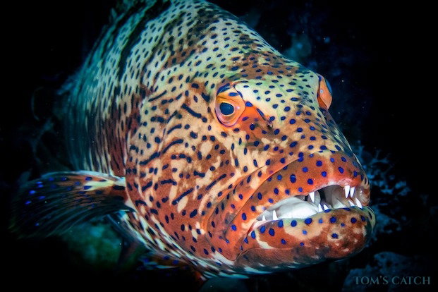 Garoupa Pesca