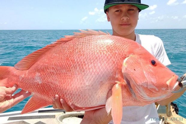 Nannygai Pesca