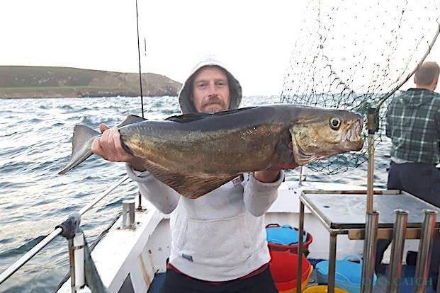 Pollock Pesca
