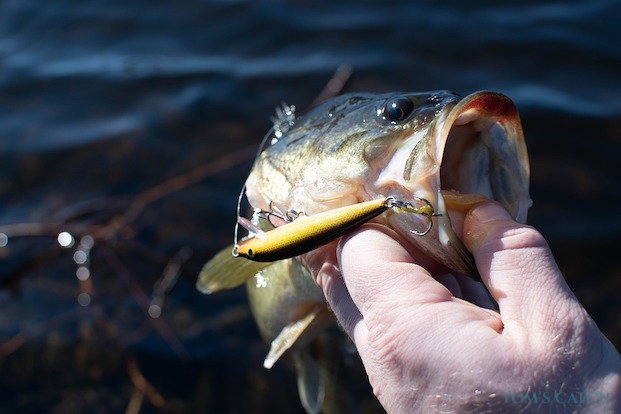 Robalo Pesca