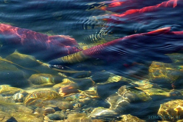 Salmão Pesca