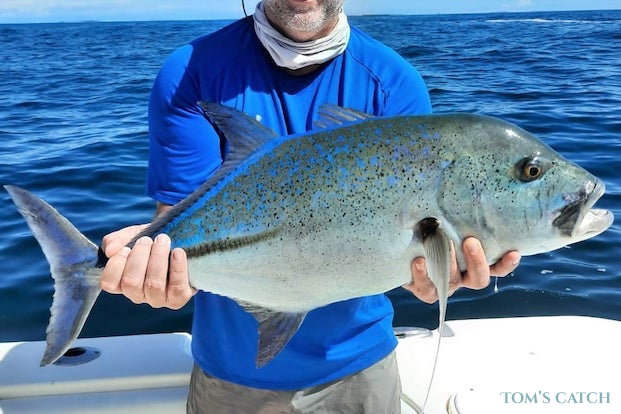 Bluefin trevally fischen