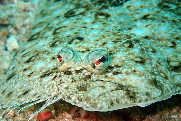 Flunder fischen