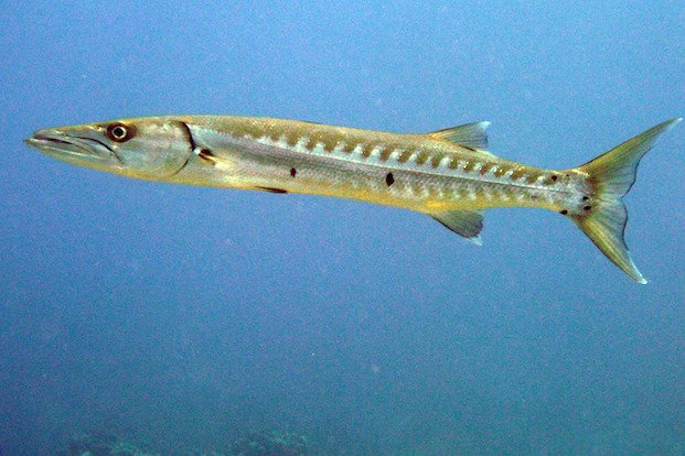 Barracuda fishing