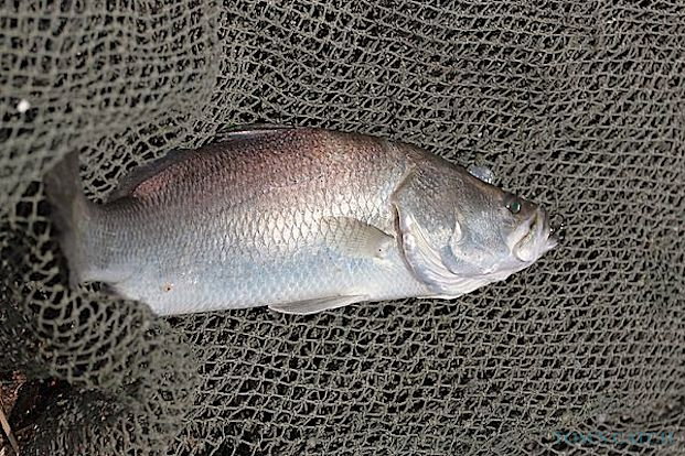 Barramundi fishing