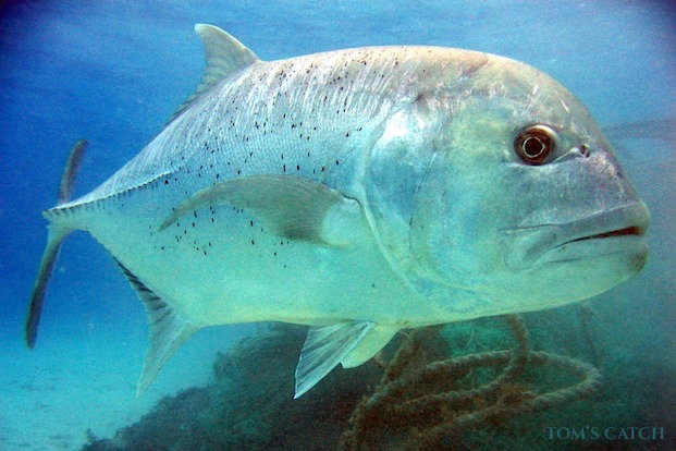 Giant Trevally fishing