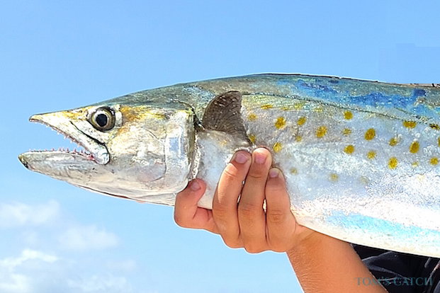 Spanish Mackerel fishing