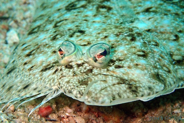 Yellowtail flounder fishing