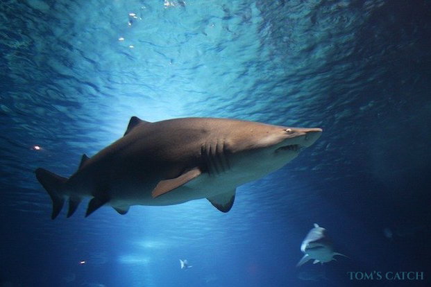 Pêche du requin