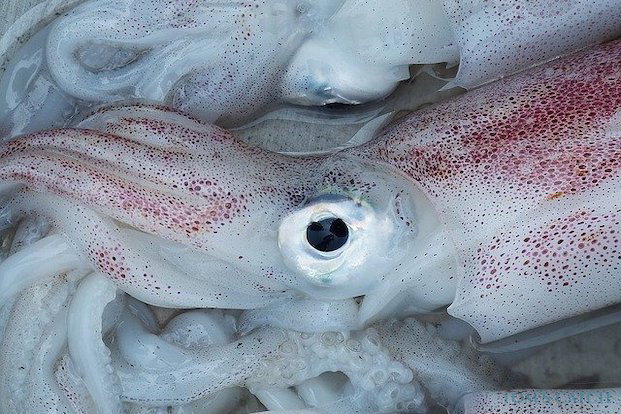 Pesca de lulas
