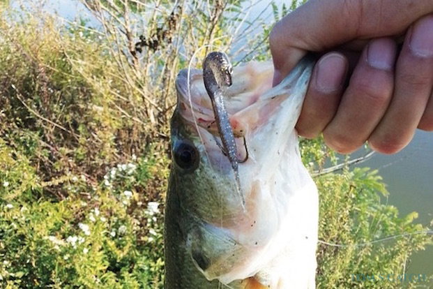 Pesca de lubina