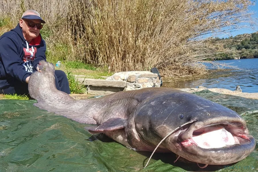 Ebro Dream Fishing I